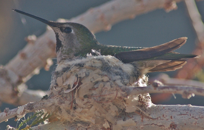 hummingbird on nest